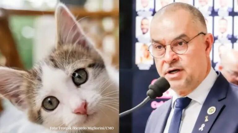 Osasco aprova criação da Semana de Alerta sobre FIV e FeLV em gatos