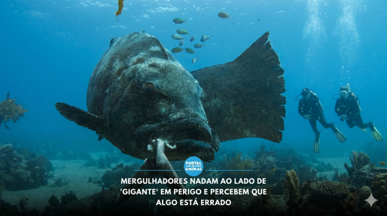 MERGULHADORES NADAM AO LADO DE GIGANTE